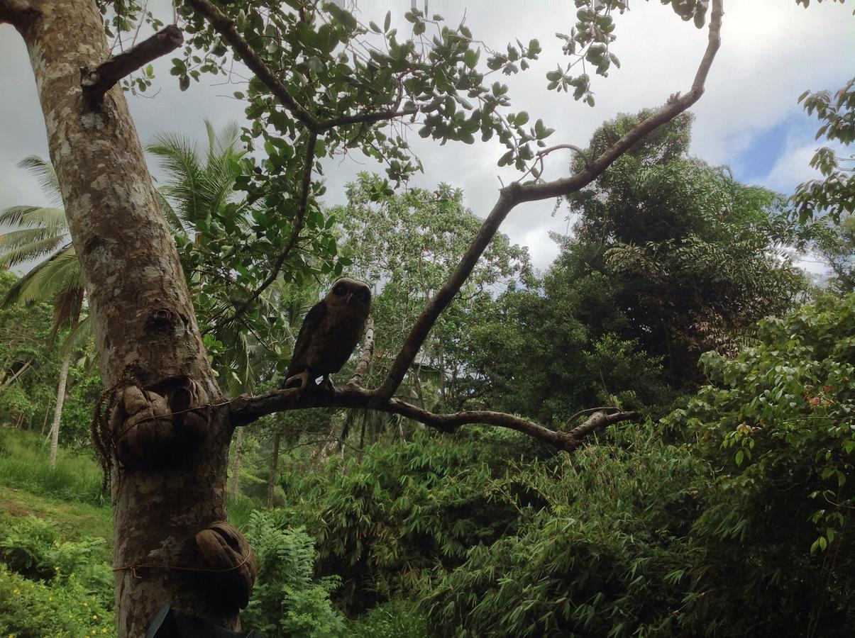 Explore Sinharaja Rain Forest Tour Camp Dombagoda Exterior photo
